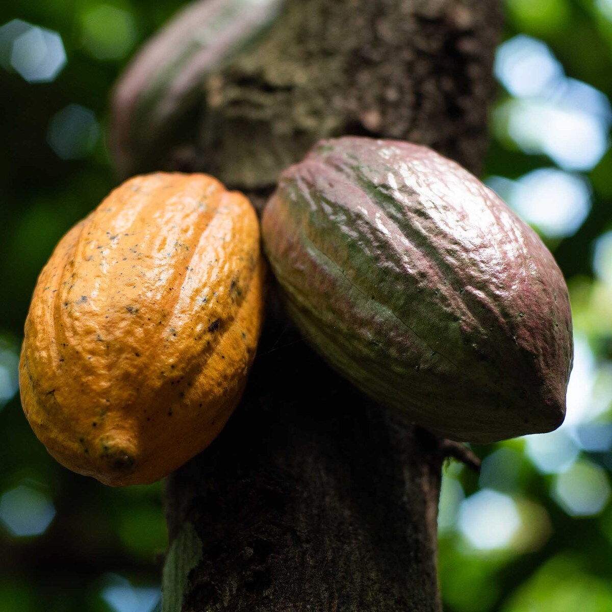 Vagens de cacau